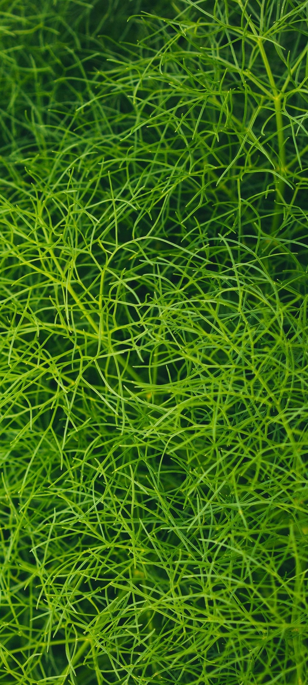 Fresh Green Grass – Wallpaper - Chill-out Wallpapers
