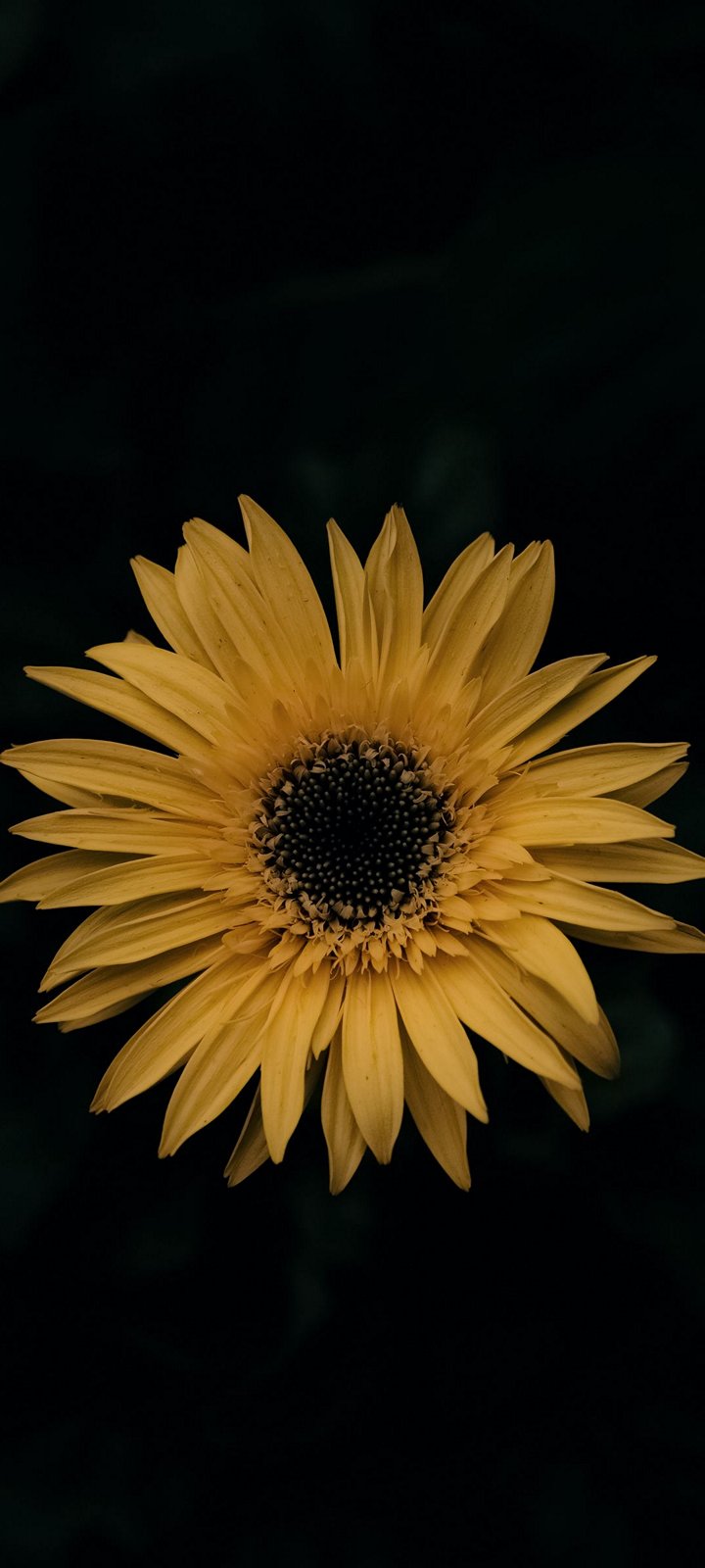 Sunflower With Black Wallpapers - Wallpaper Cave