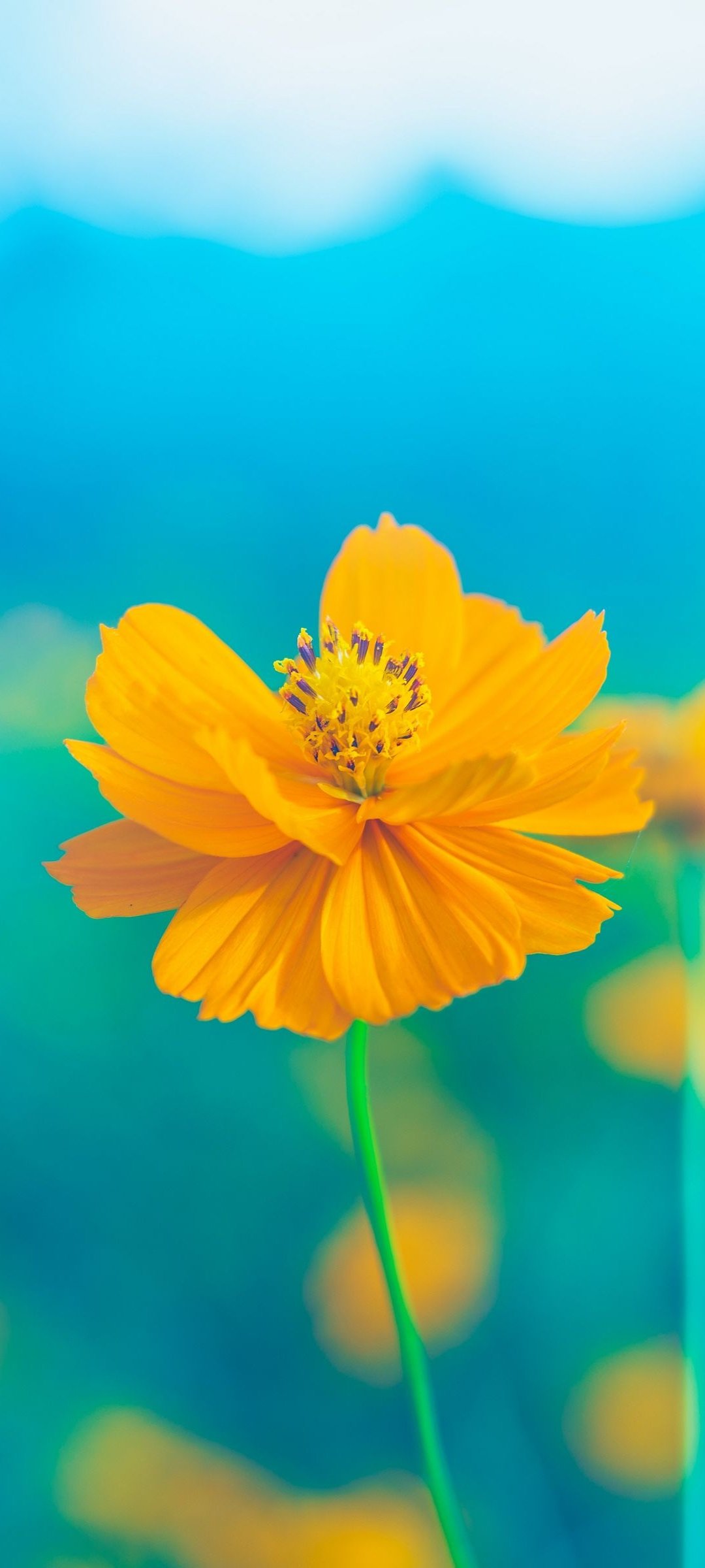 500 Yellow Flower Pictures HQ  Download Free Images  Stock Photos on  Unsplash