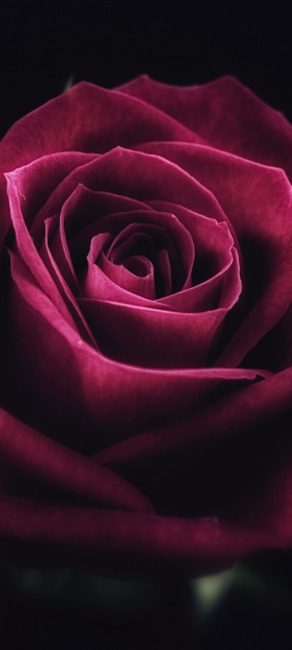 42000 Dark Rose Stock Photos Pictures  RoyaltyFree Images  iStock