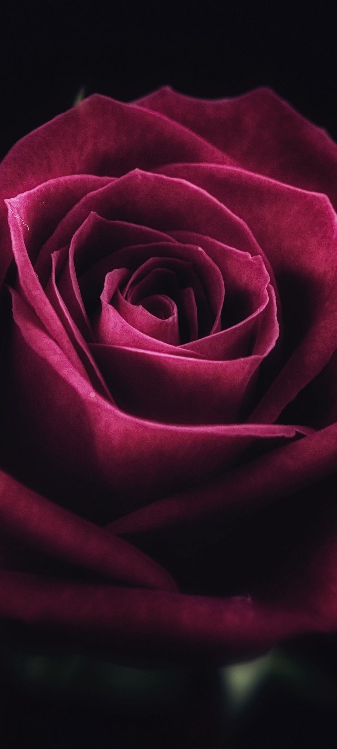 Photo black rose flower close up dark roses background Generate Ai  22628350 Stock Photo at Vecteezy