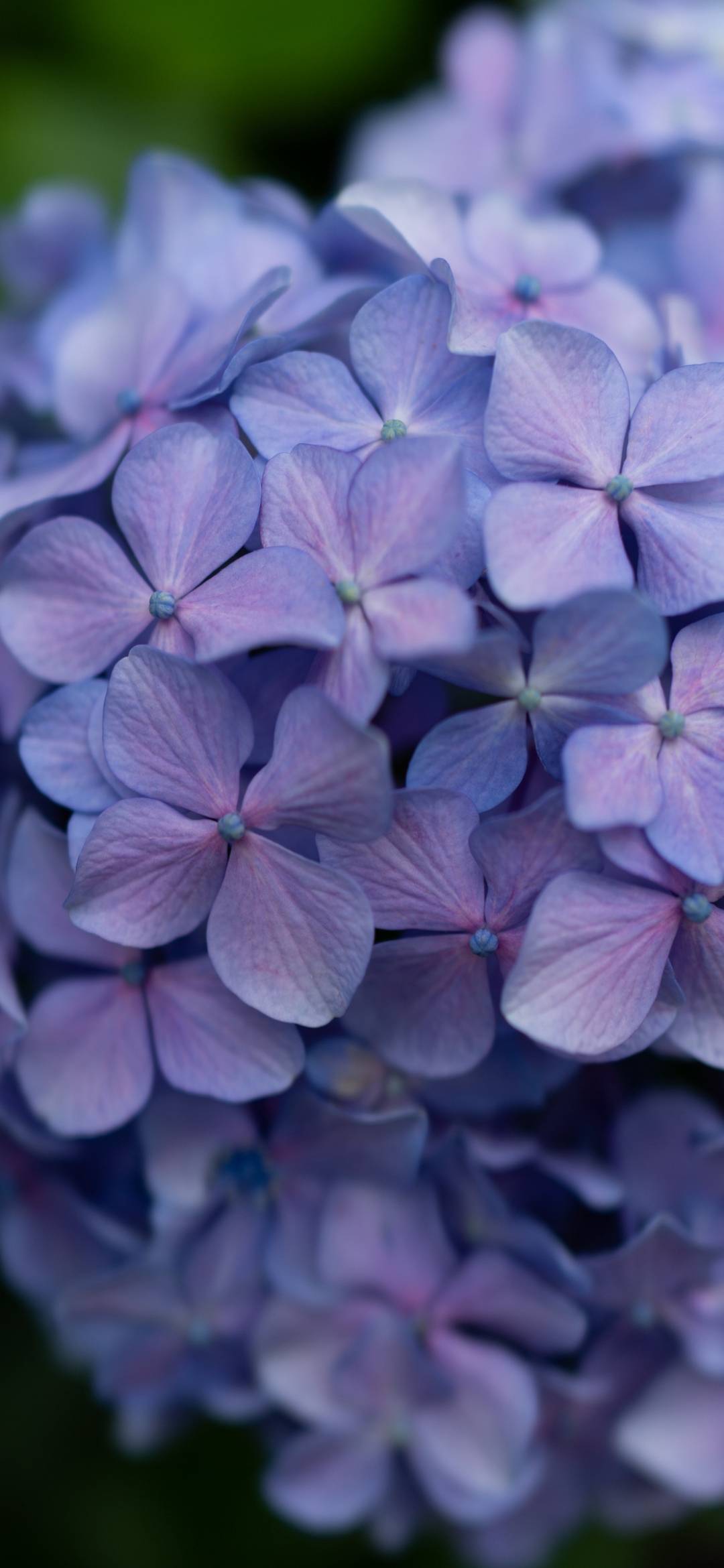 50,000+ Light Flower Pictures | Download Free Images on Unsplash