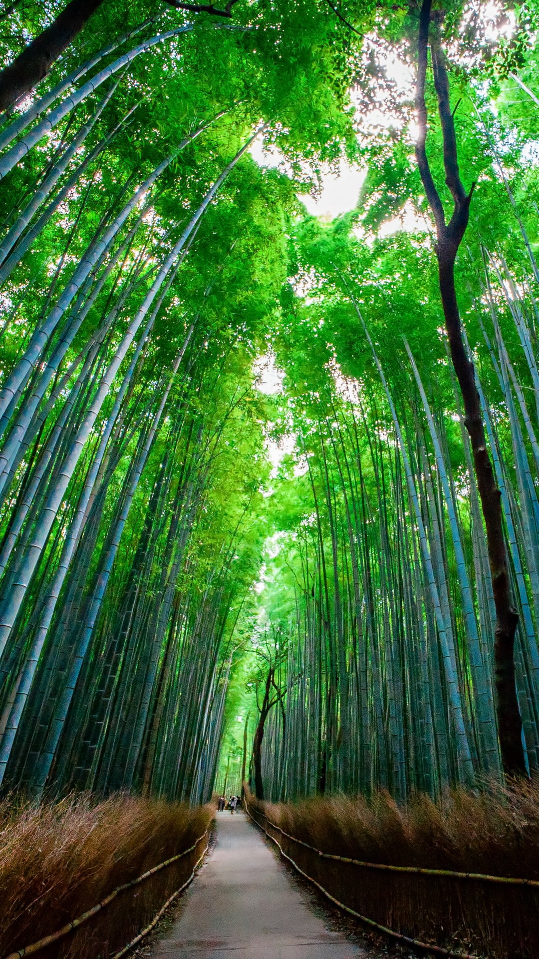 bamboo forest wallpaper