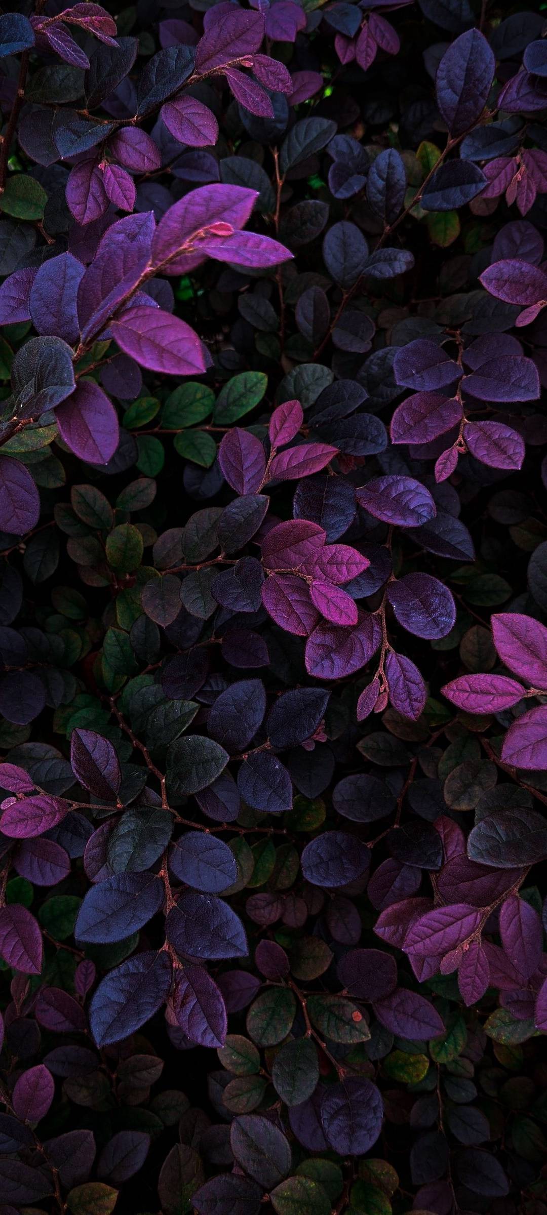 HD colorful leaves wallpapers | Peakpx